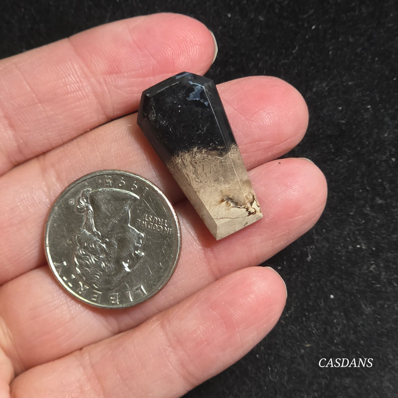 Petrified Palmroot Coffin Cabochon