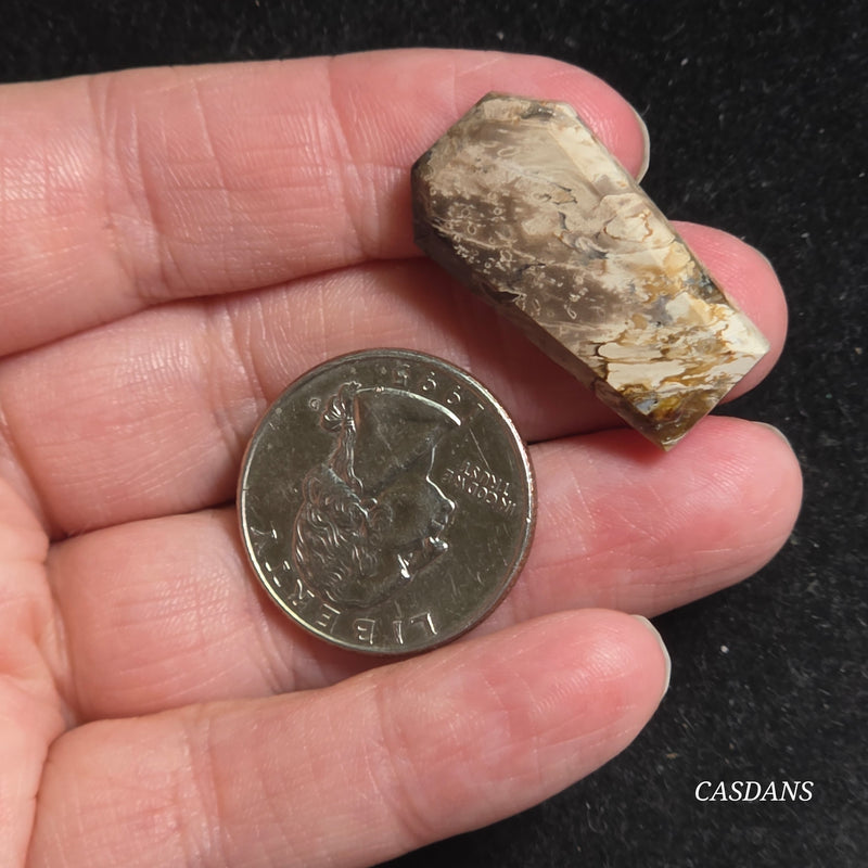 Petrified Palmroot Coffin Cabochon