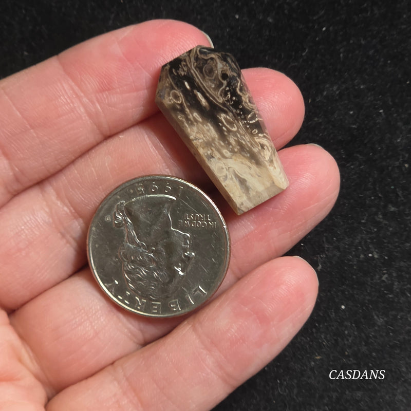 Petrified Palmroot Coffin Cabochon