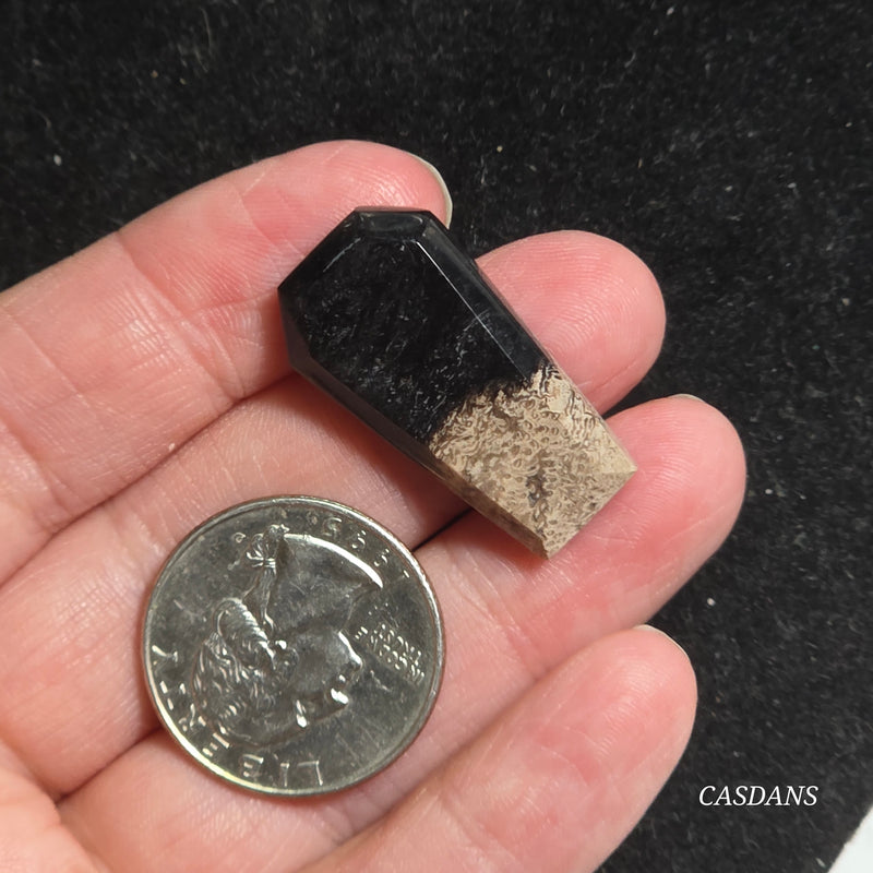 Petrified Palmroot Coffin Cabochon
