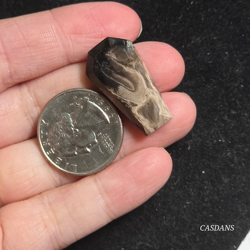 Petrified Palmroot Coffin Cabochon