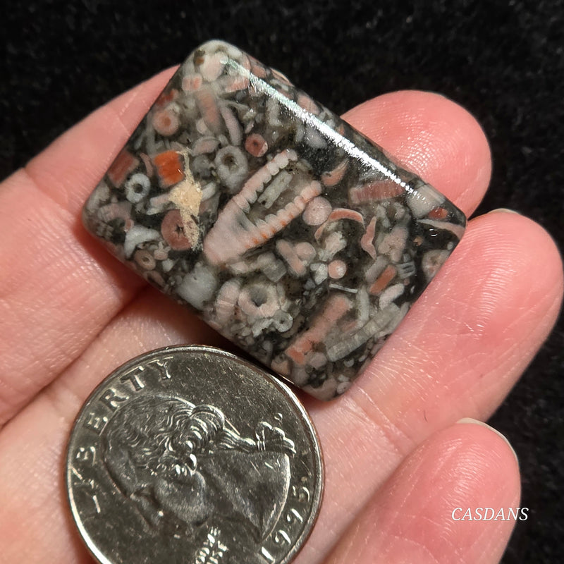 Crinoid Fossil Cabochon