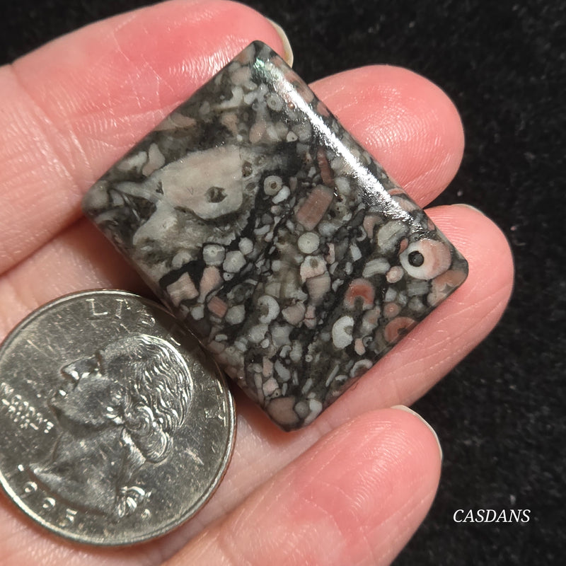 Crinoid Fossil Cabochon