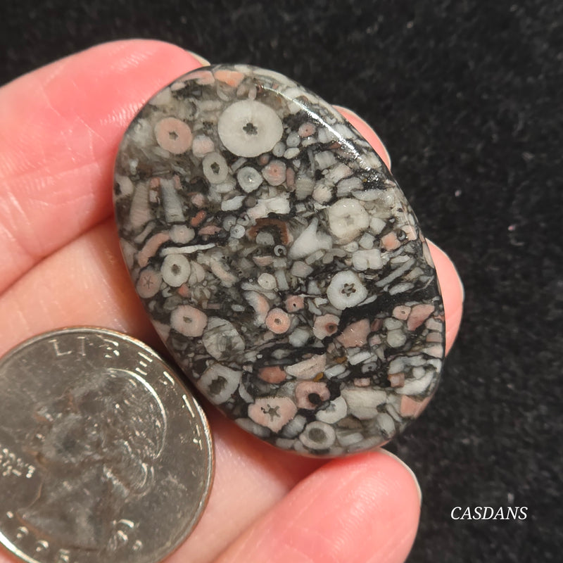 Crinoid Fossil Cabochon