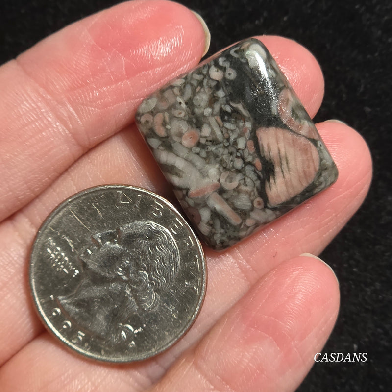Crinoid Fossil Cabochon