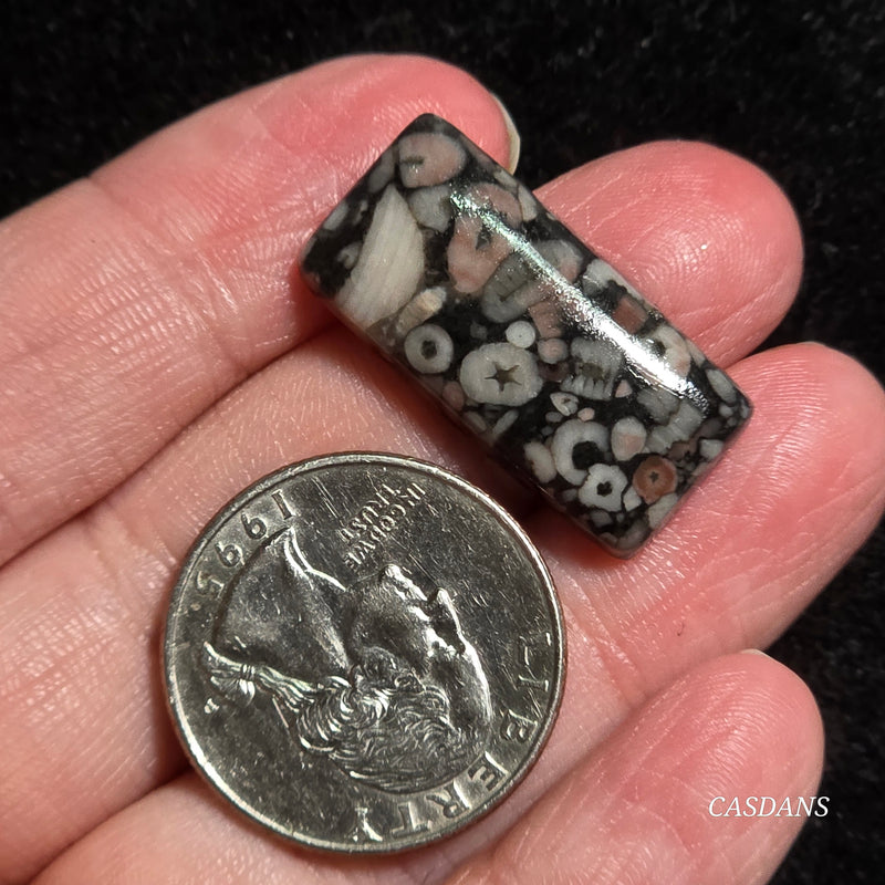 Crinoid Fossil Cabochon