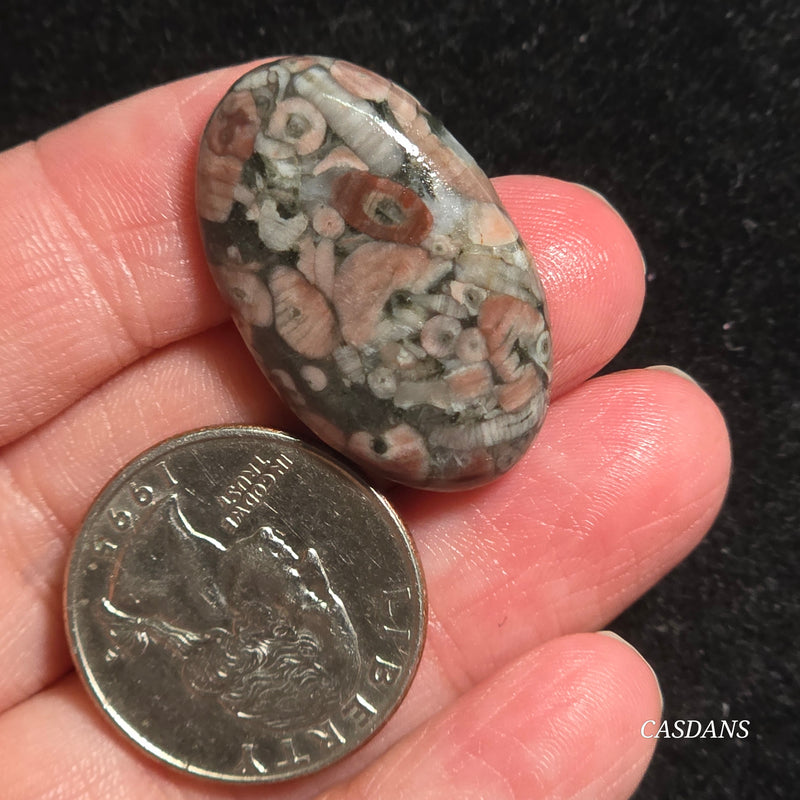 Crinoid Fossil Cabochon