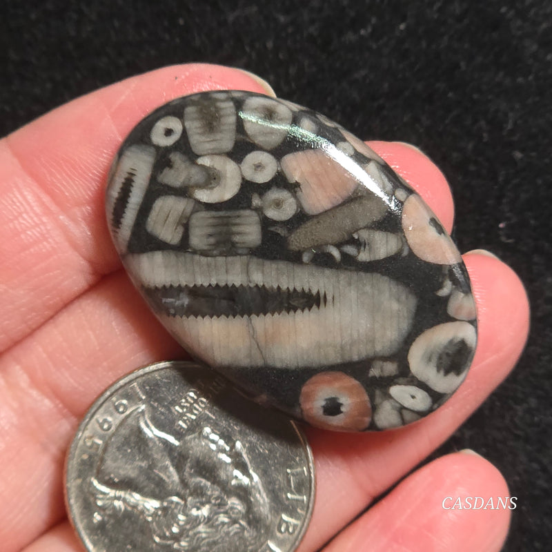 Crinoid Fossil Cabochon