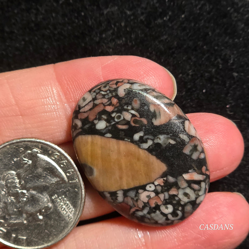 Crinoid Fossil Cabochon