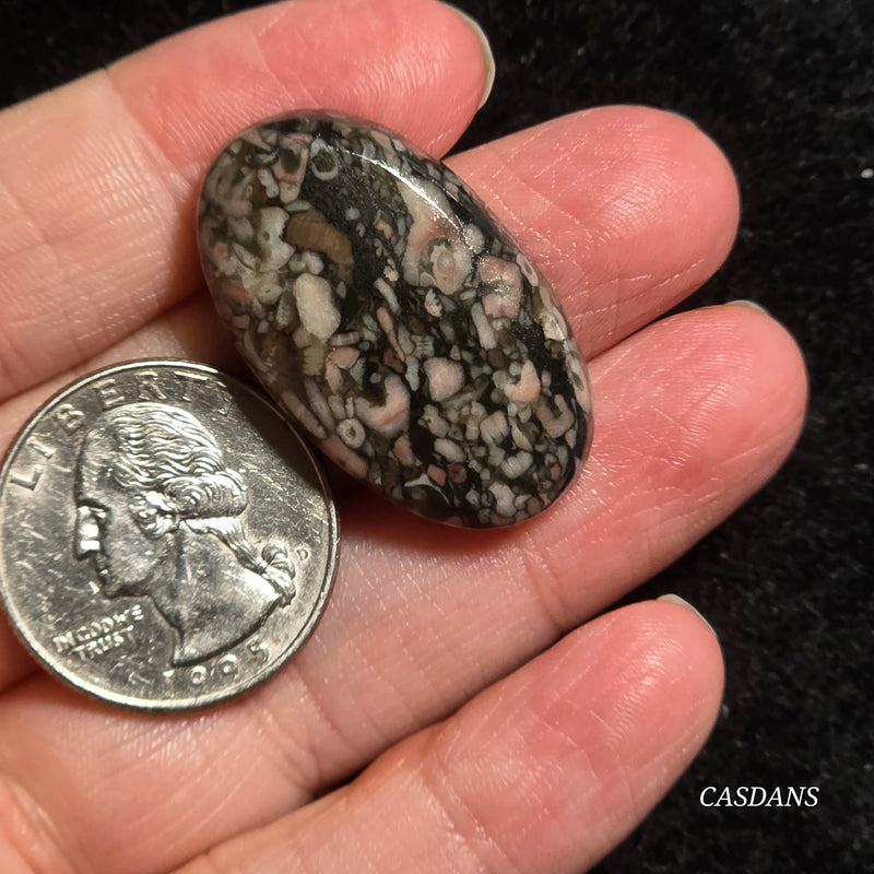 Crinoid Fossil Cabochon