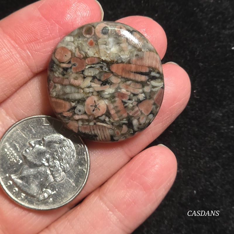 Crinoid Fossil Cabochon
