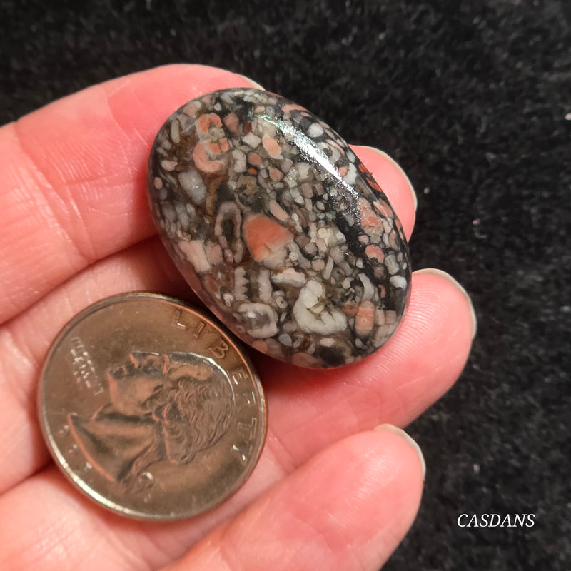Crinoid Fossil Cabochon