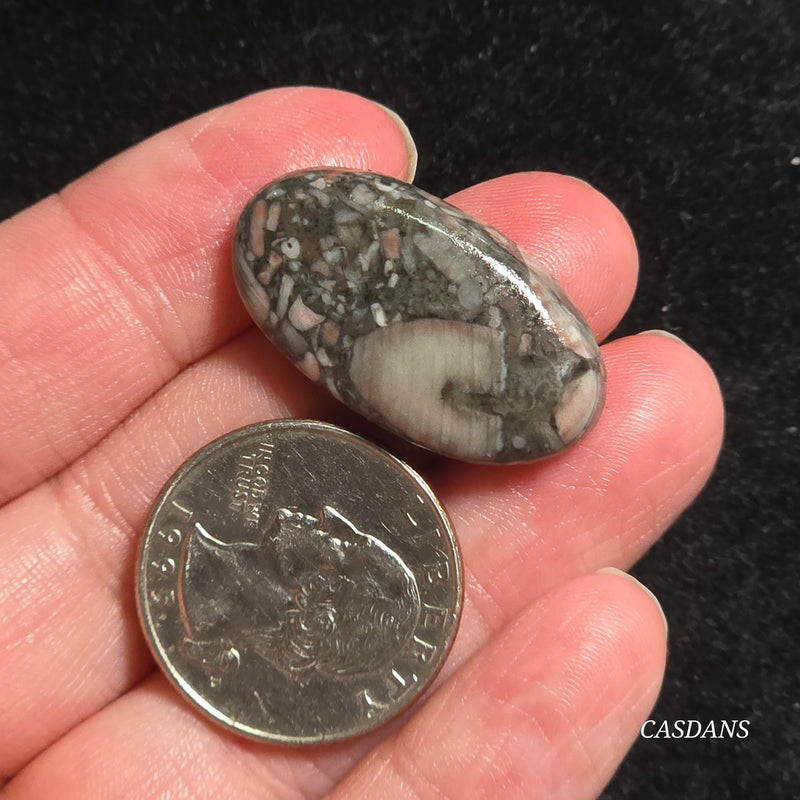 Crinoid Fossil Cabochon