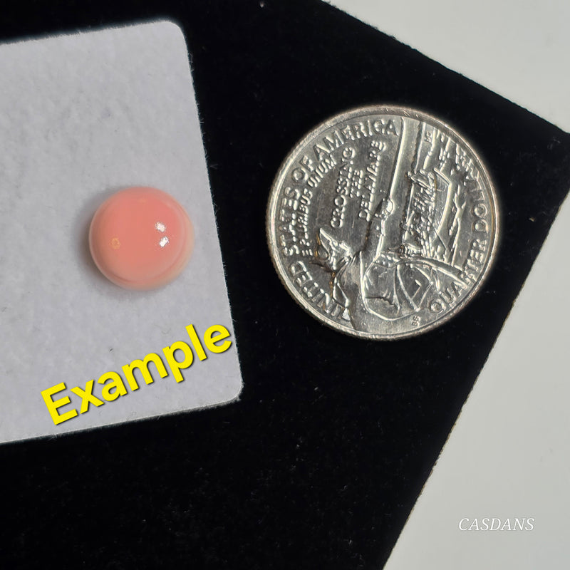 Queen Conch Shell Cabochon 10mm Round - Calibrated (1 Piece)