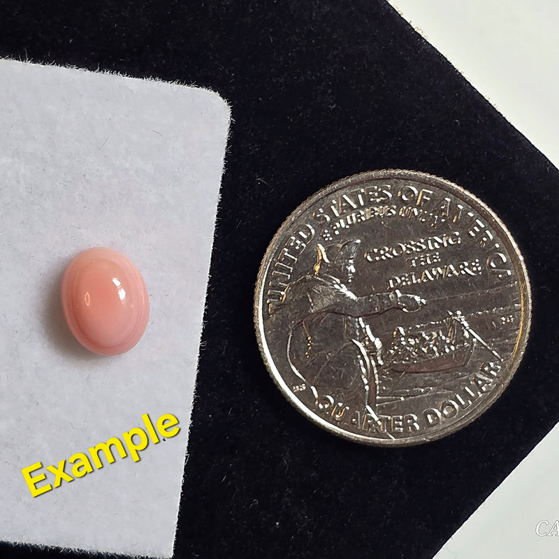 Queen Conch Shell Cabochon 7x9mm Oval - Calibrated (1 Piece)