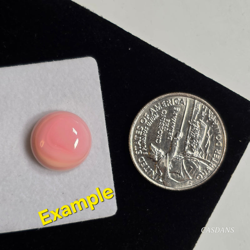 Queen Conch Shell Cabochon 14mm Round - Calibrated (1 Piece)