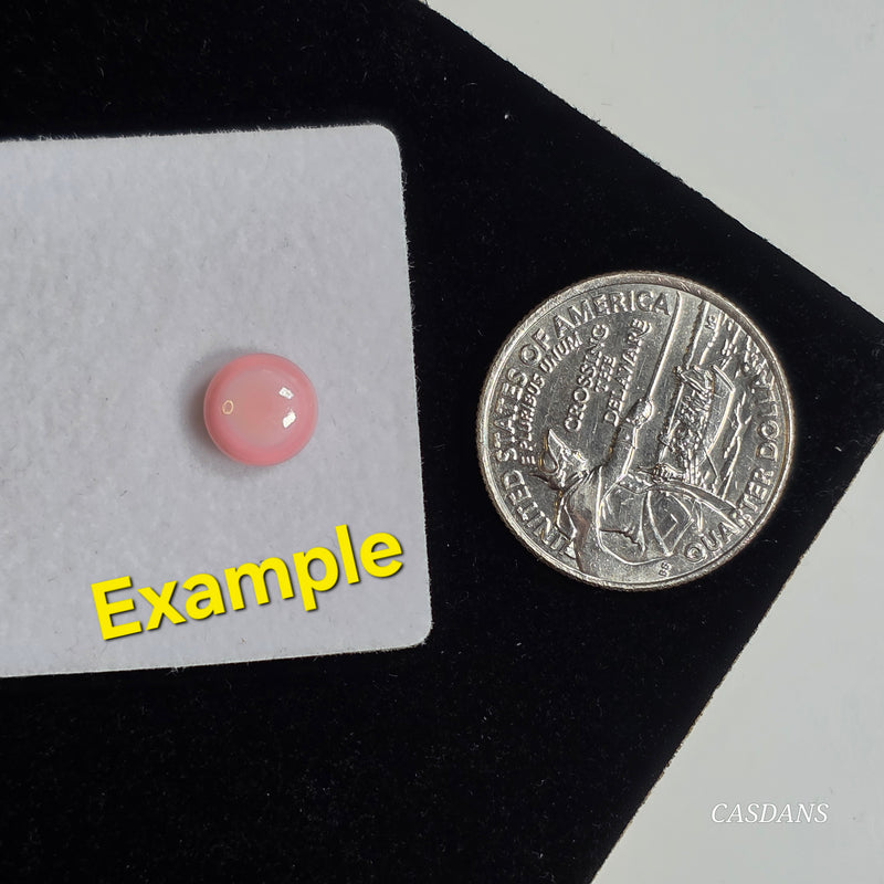 Queen Conch Shell Cabochon 8mm Round - Calibrated (1 Piece)