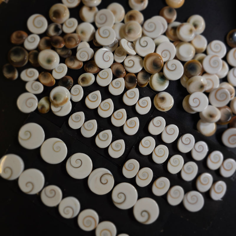 Shiva Eye Shell (Pack of 2)